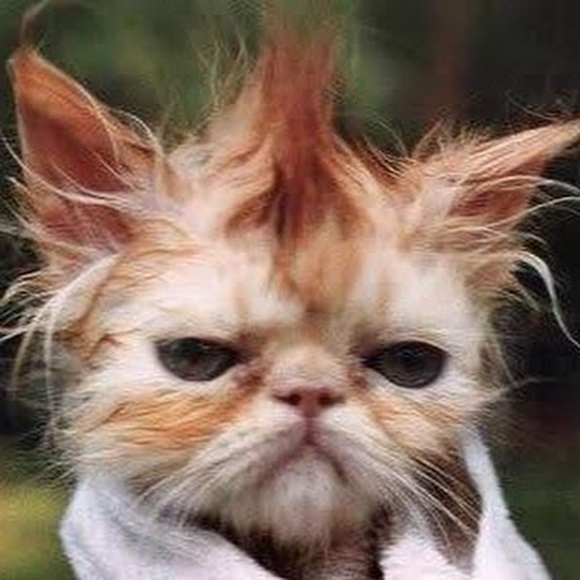 Meet your Posher, Steven - Picture 1 of 1